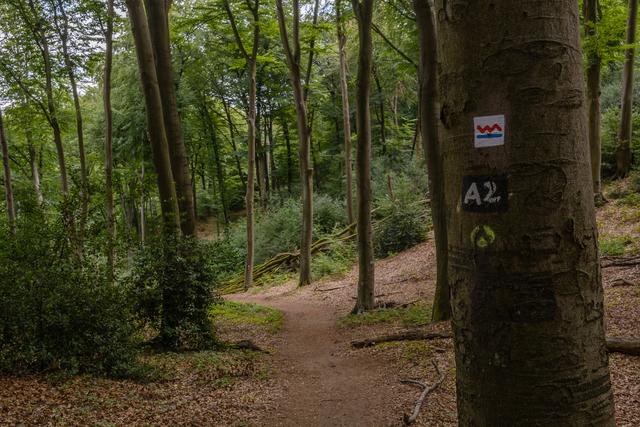 Hier geht es durch ein Waldstück