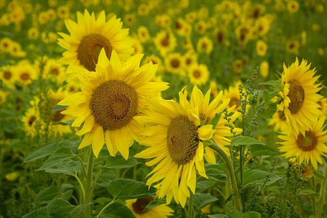 Ein Sonnenblumenfeld neben der Wanderroute