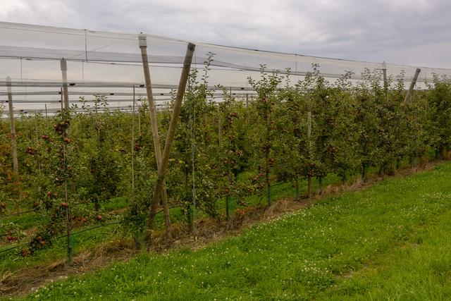 Eine Apfelplantage haben wir in dieser Region nicht erwartet. Fast ein Gefühl wie in Südtirol  :-)