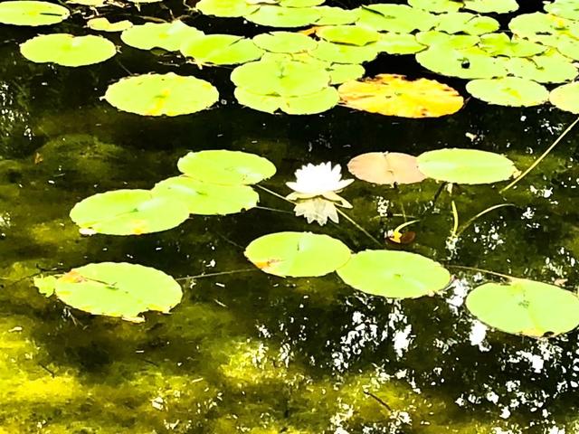 Teichblick
Foto:
Marlies Bluhm