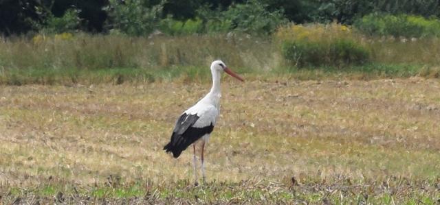 von wegen einsamer Weißstorch