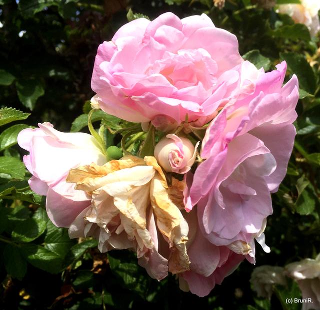 Die Rosen sind auch immer ein Hingucker!