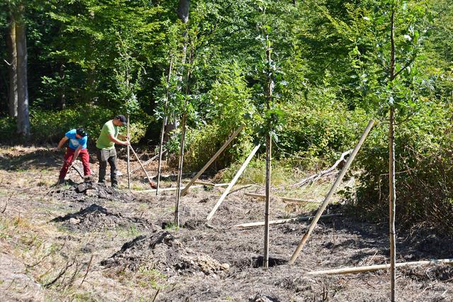Ein Teil der neu gesetzten Bäume