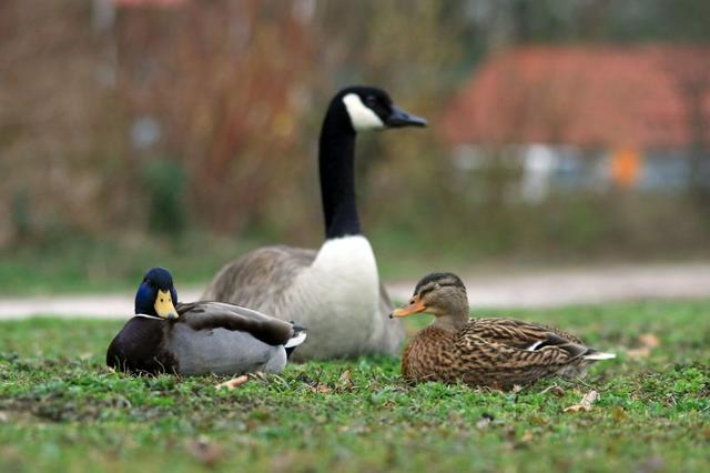 Enten fühlen sich in der Gesellschaft von Gänsen sicher.