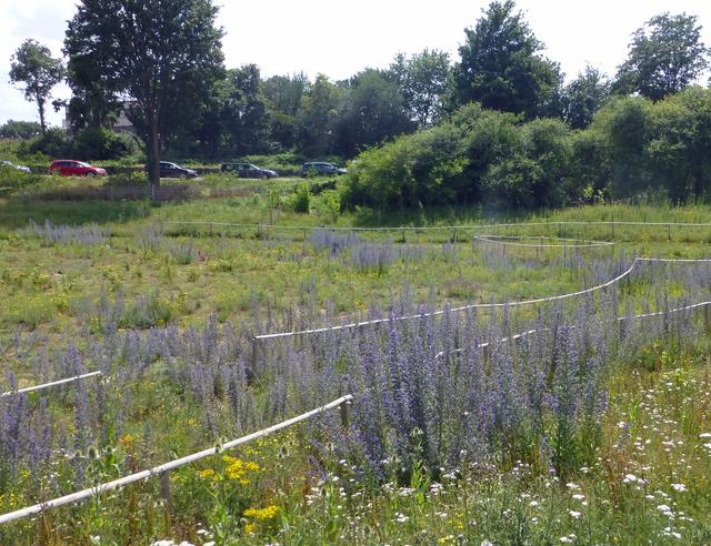 Ende Juni blühten auch die Grünflächen im benachbarten Neubaugebiet bunt.