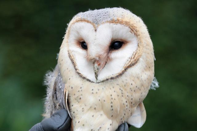 Die Schleiereule starb auf dem Weg zum Tierarzt.
