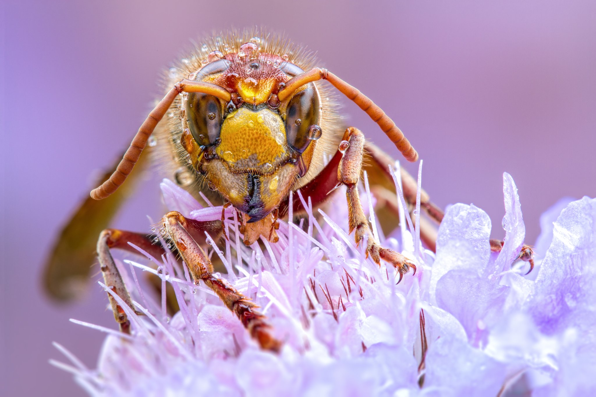 Foto der Woche: Makroaufnahmen von Insekten - Velbert