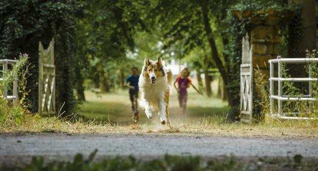 Lassie - alter Stoff neu aufbereitet.