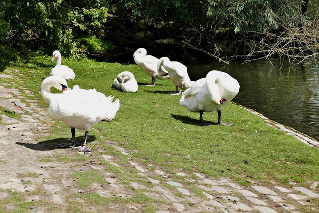 Hier ist die ganze Schwan Familie noch zusammen