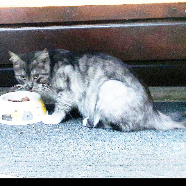 Kater oder Katze; hält sich seit mehreren Wochen am Krausen Bäumchen in Bergerhausen auf. Das Tier befindet sich nicht im Tierheim. 