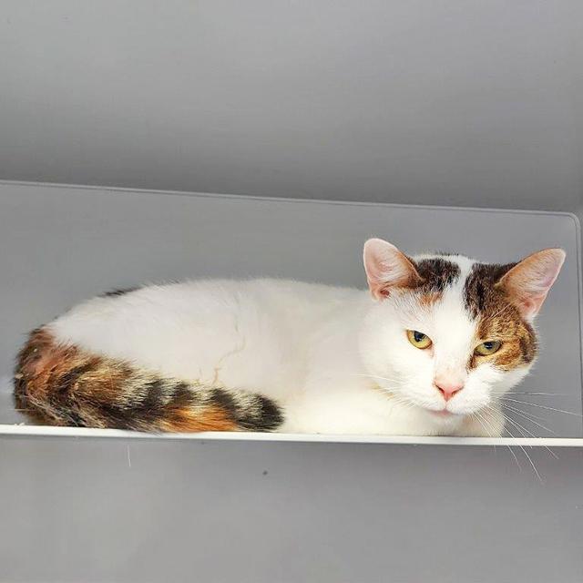 1305: Katze, weiblich; gefunden am 21. August an der Grillostraße im Essener Nordviertel. Die Katze wurde vor das Tierheim gestellt.