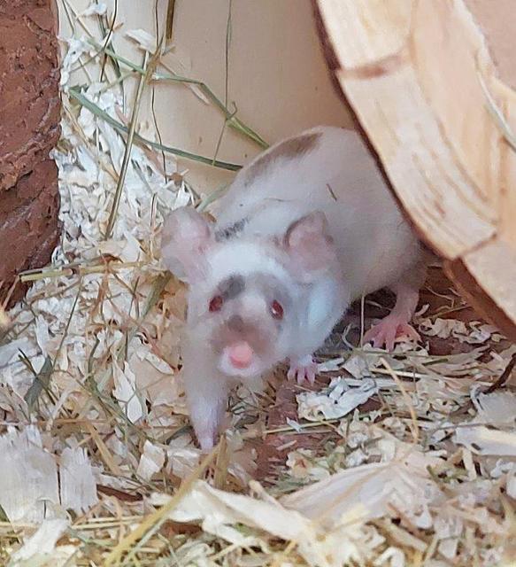 1306: Farbmaus; gefunden am 21. August in Frohnhausen