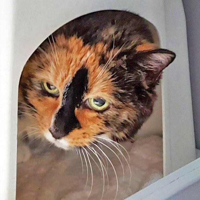 1334: Katze, weiblich; gefunden am 26. August an der Emscherstraße in Gladbeck. Die Katze hielt sich schon seit einiger Zeit in dieser Gegend auf.