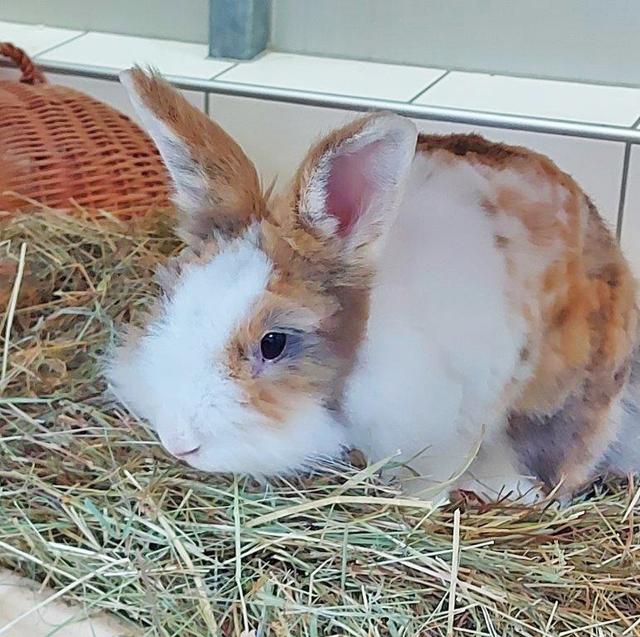 1302: Kaninchen, weiblich gefunden am 19. August an der Huestraße in Schonnebeck