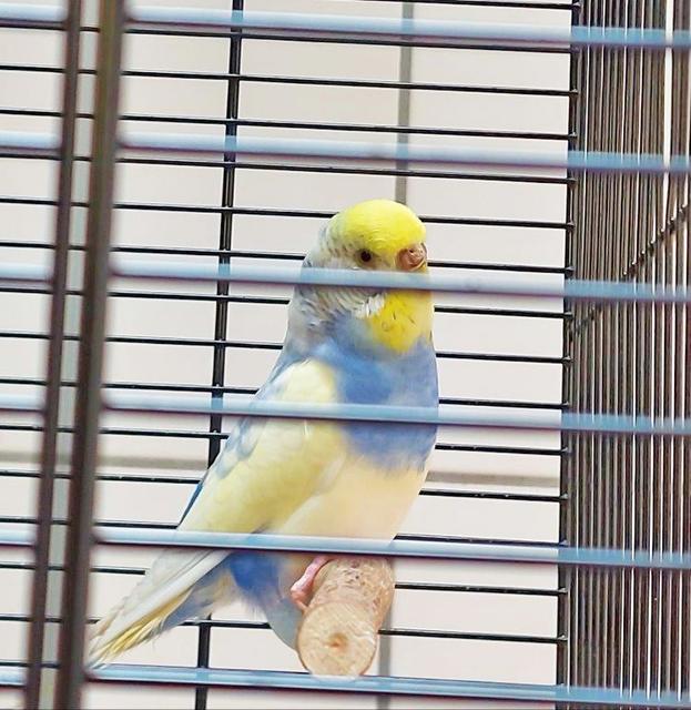 1308: Wellensittich, weiblich; gefunden am 22. August am Schopenhauer Weg in Freisenbruch