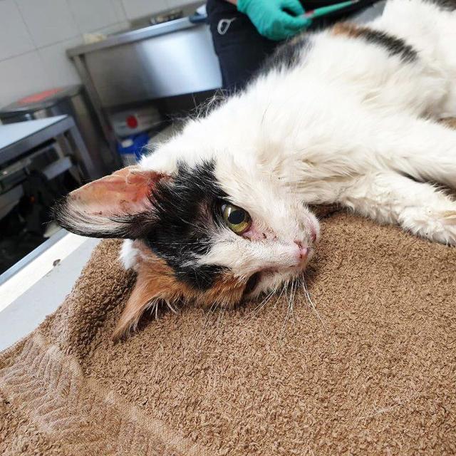 1344: Katze, weiblich; gefunden am 28. August an der Sterkrader Straße in Frohnhausen. Die Katze ist leider verstorben.