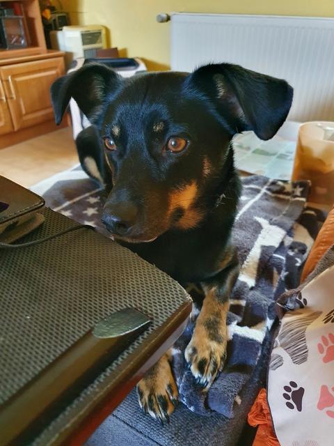 Tierfreund Jochen ist auch heute stolzer Hundebesitzer.
