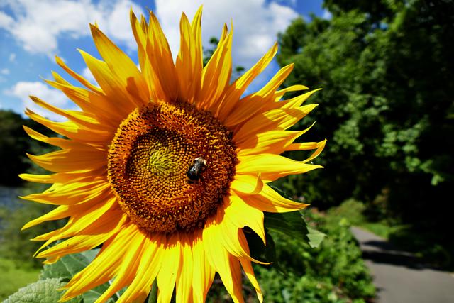 Am Weg Sonnenblume mit ner Sonnenblume