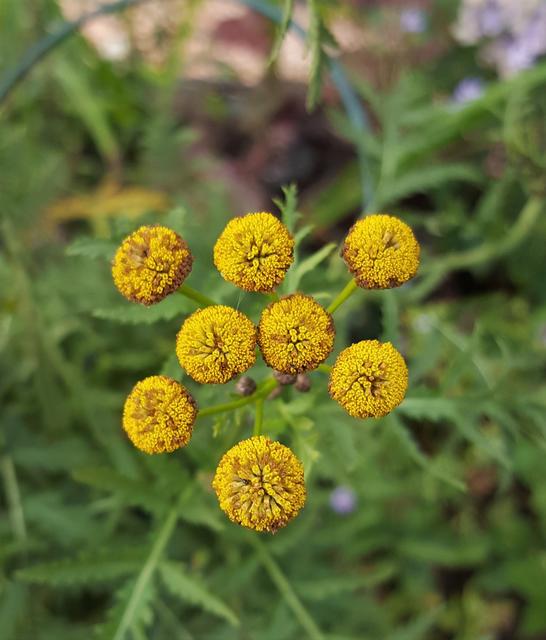 Das ist Wurmkraut.
Foto: Henschke
