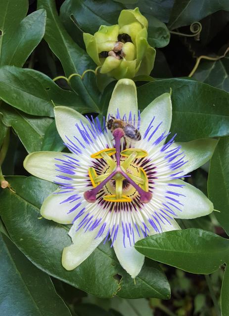 Dieses kleine Geschöpf labt sich an der Blauen Passionsblume. 
Foto: Henschke 
