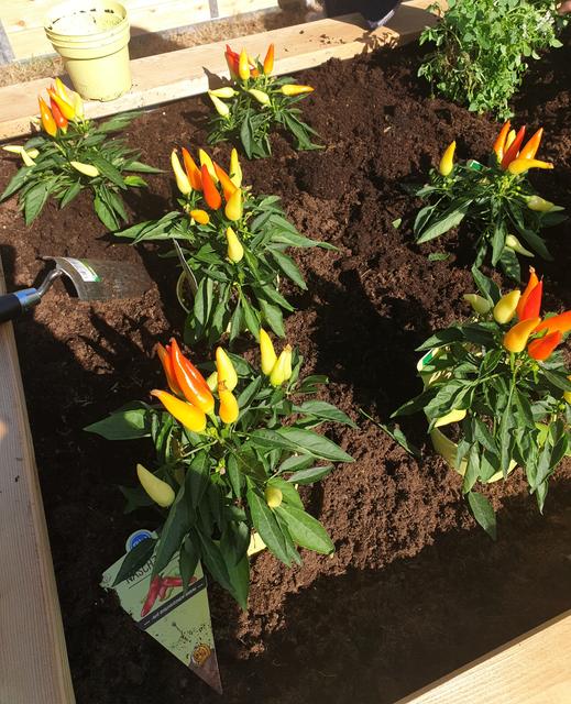 Blumenbeet