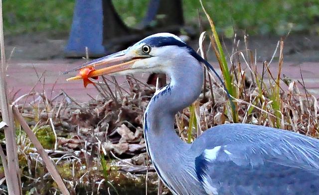 Reiher fressen Fische und suchen Gartenteiche auf, um sich eine schmackhafte Mahlzeit zu gönnen. Das missfällt vielen Bürgern, besonders, wenn ihnen zum Teil sehr teure Fische weggeholt werden. Foto: Norbert Jan