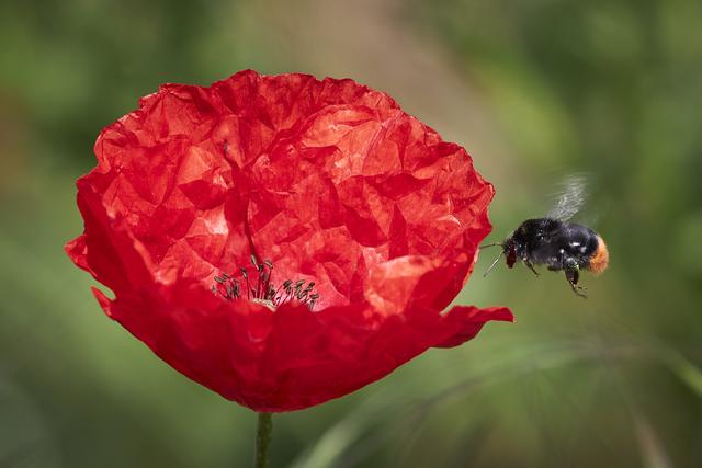 Das 3. Gewinnerfoto zeigt eine Hummel im Anflug auf eine Mohnblüte von Reinhold Rieder, der schon seit vielen Jahren als leidenschaftlicher Hobbyfotograf die Langenfelder Fauna und Flora auf professionelle Weise in Szene setzt. | Foto: Reinhold Rieder