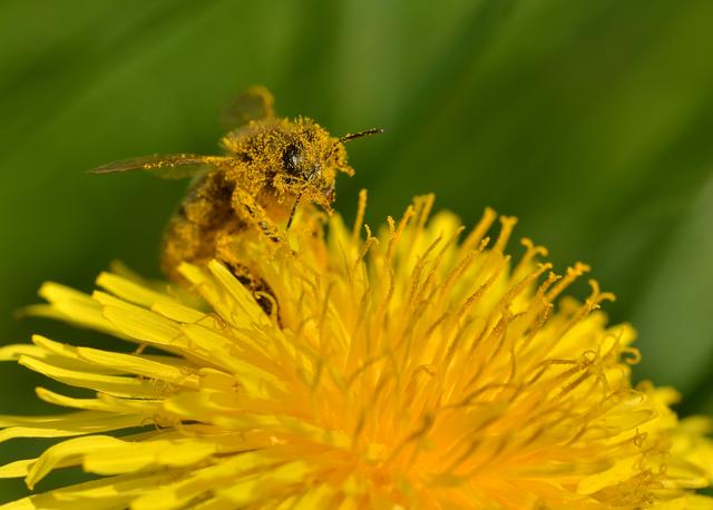Der erste Preis mit einer wunderschönen Großaufnahme einer mit Pollen gepuderten Biene auf einer Löwenzahnblüte geht an die Schülerin Ammelie Barfs, die die Fotobegeisterung mit ihrem Großvater Bogdan Maliszewski teilt, der sie zur Preisübergabe begleitet hat. | Foto: Ammelie Barfs