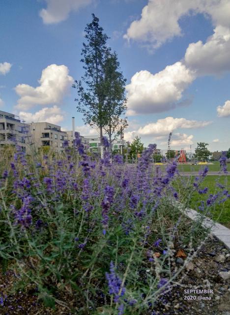 es blüht sooo schön :-)