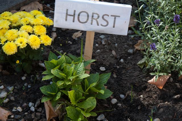 Keine Sorge! Horst, so heißt das kleine Hortensien-Pflänzchen.