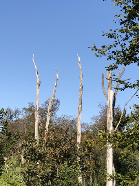 Totholz | Foto: Umbehaue