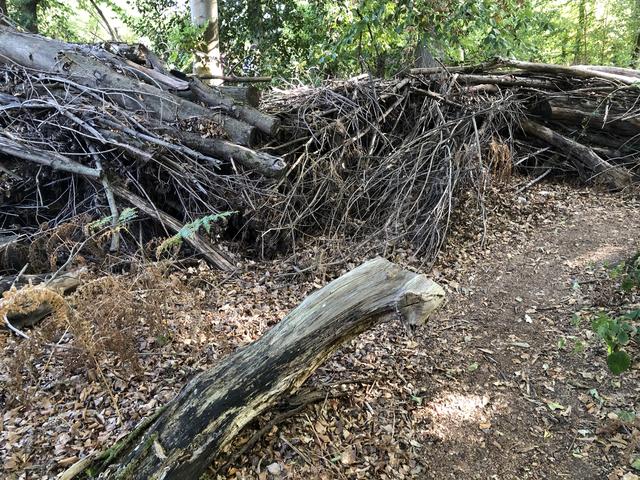 Totholz | Foto: Umbehaue