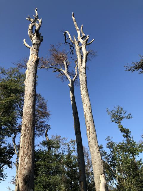 Totholz | Foto: Umbehaue