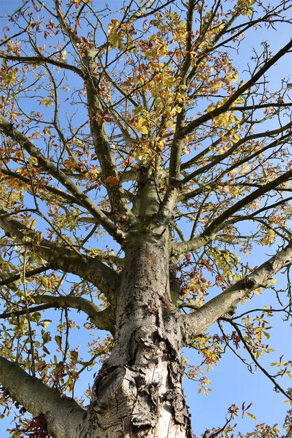 Kastanienbaum mitte September, nahezu kahl