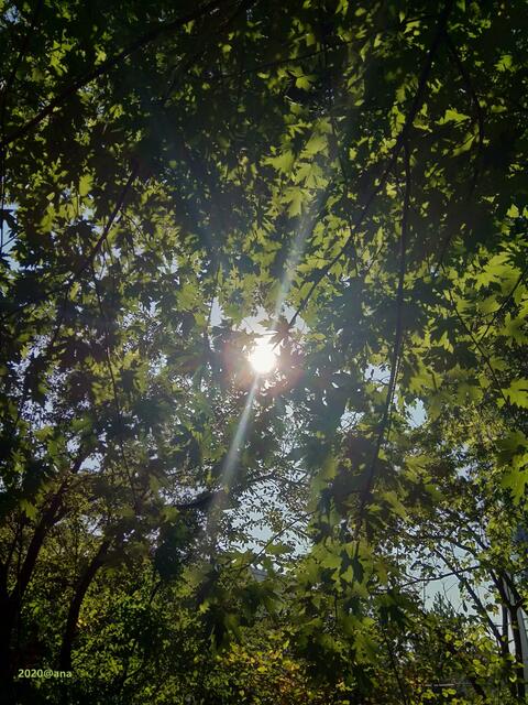 ...in der Nähe, versucht die SONNE durch das Baum-Dickicht´...