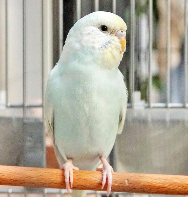 1511: Wellensittich; gefunden am 20. September an der Essener Straße in Stoppenberg
