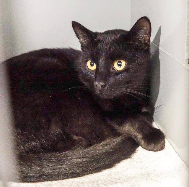 1531: Kater, nicht kastriert; gefunden a m 26. September an der Vogelheimer Straße in Altenessen
