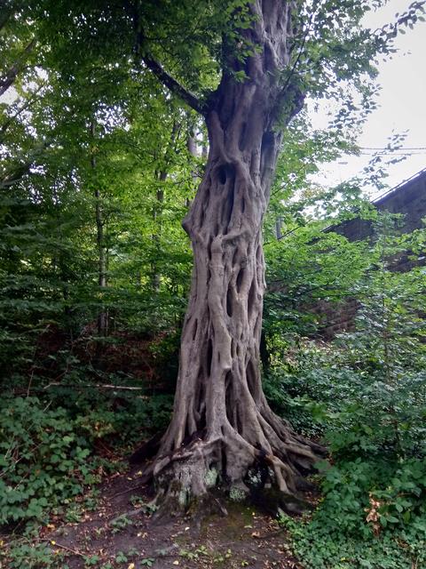 ...an der Brücke zur MAGGI´HÖHE`....