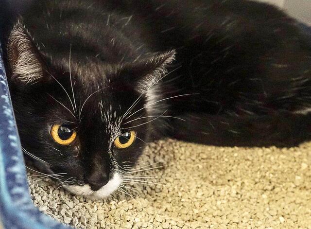 1533: Katze, weiblich; gefunden am 28. September an der Zweibachegge in Freisenbruch. Die Katze wurde bereits im Jahr 2013 in der Gartenanlage in Freisenbruch eingefangen und gekennzeichnet. Da sie keinen verwilderten Eindruck macht, hofft das Tierheim-Team, dass sie in der Nähe versorgt wird.
