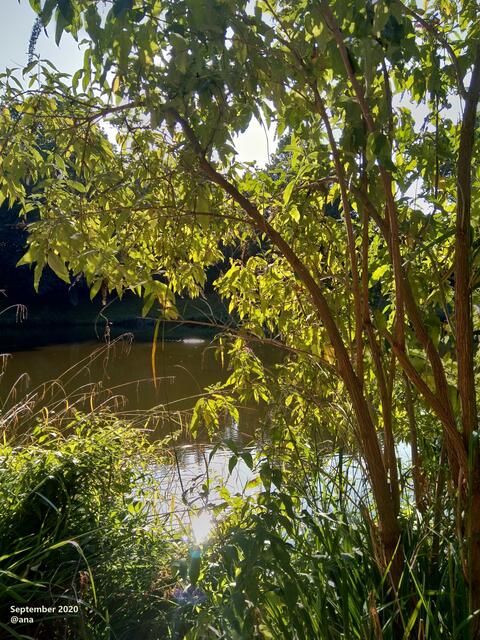 ...am Wasser... in der Spätsommer-SONNE im Essener´ GRUGA Park