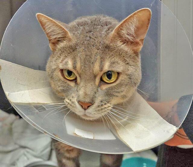 1509: Kater, Kastriert; gefunden am 24. September an der Grillostraße im Essener Nordviertel. Der Kater wurde verletzt  am Kinderverkehrsgarten eingefangen.
