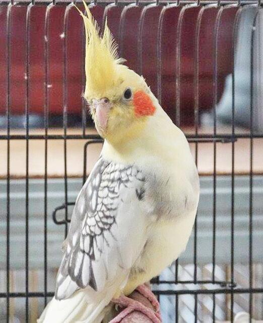 1556: Nymphensittich; gefunden am 4. Oktober an der Ostpreußenstraße in Heisingen