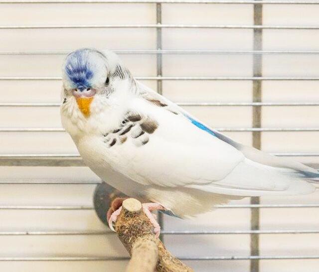 1558: Wellensittich; gefunden am 3. Oktober an einem Fußballplatz in Schonnebeck