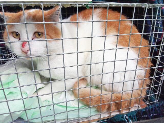 Dieser Kater wurde am 3. Oktober an der Langemarckstraße in Kray eingefangen.  Vielleicht wird er erkannt und schon lange gesucht. Der Kater befindet sich noch in der Obhut vom Katzenschutzverein Essen.
