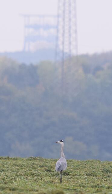 dem Reiher scheint die Aussicht zu gefallen. Doppelkopfturm der Zeche Gneisenau vom Wulfskamp aus gesehen