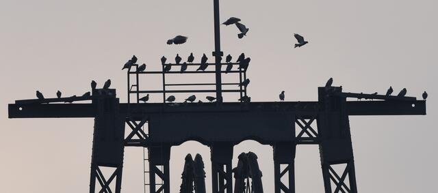 Da schlägt das Herz des Taubenvattas höher: Brieftauben, sie haben sicherlich den besten Überblick