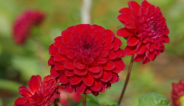 Natur + Garten: Augenschmaus für die Sinne - Essen-Ruhr