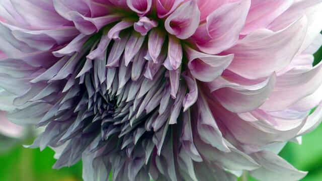 Natur + Garten: Augenschmaus für die Sinne - Essen-Ruhr