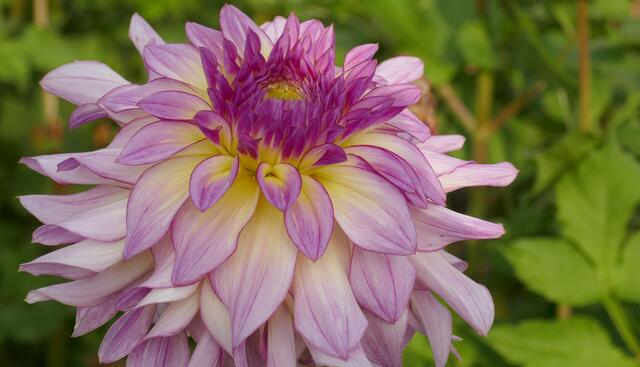 Natur + Garten: Augenschmaus für die Sinne - Essen-Ruhr