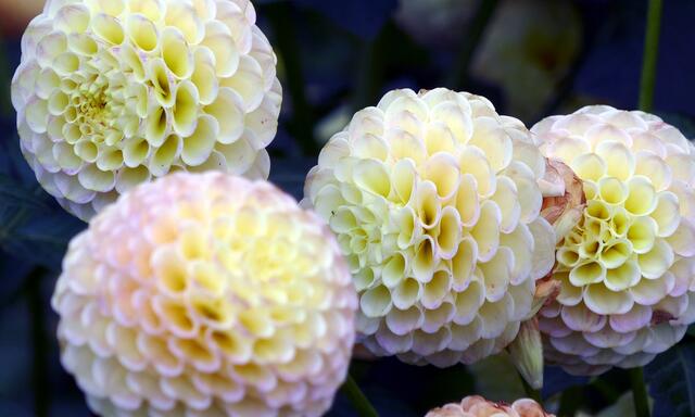 Natur + Garten: Augenschmaus für die Sinne - Essen-Ruhr